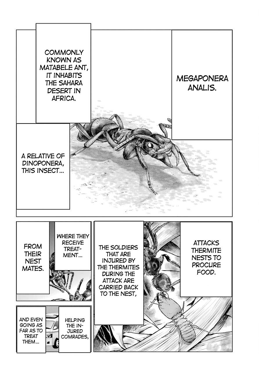Blattodea Chapter 4 31